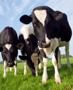 cows Cows