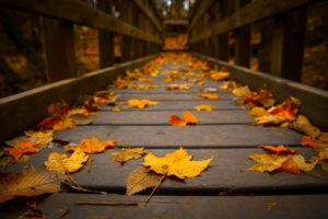 Halton in the fall.